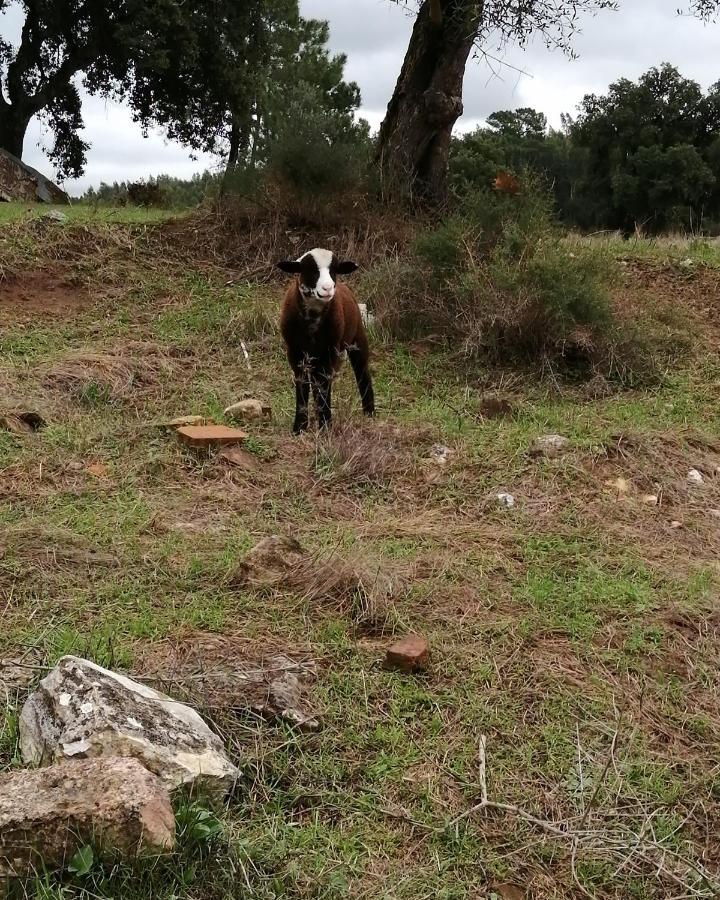Turismo Rural Casa Da Ceu Amiais de Cima Kültér fotó